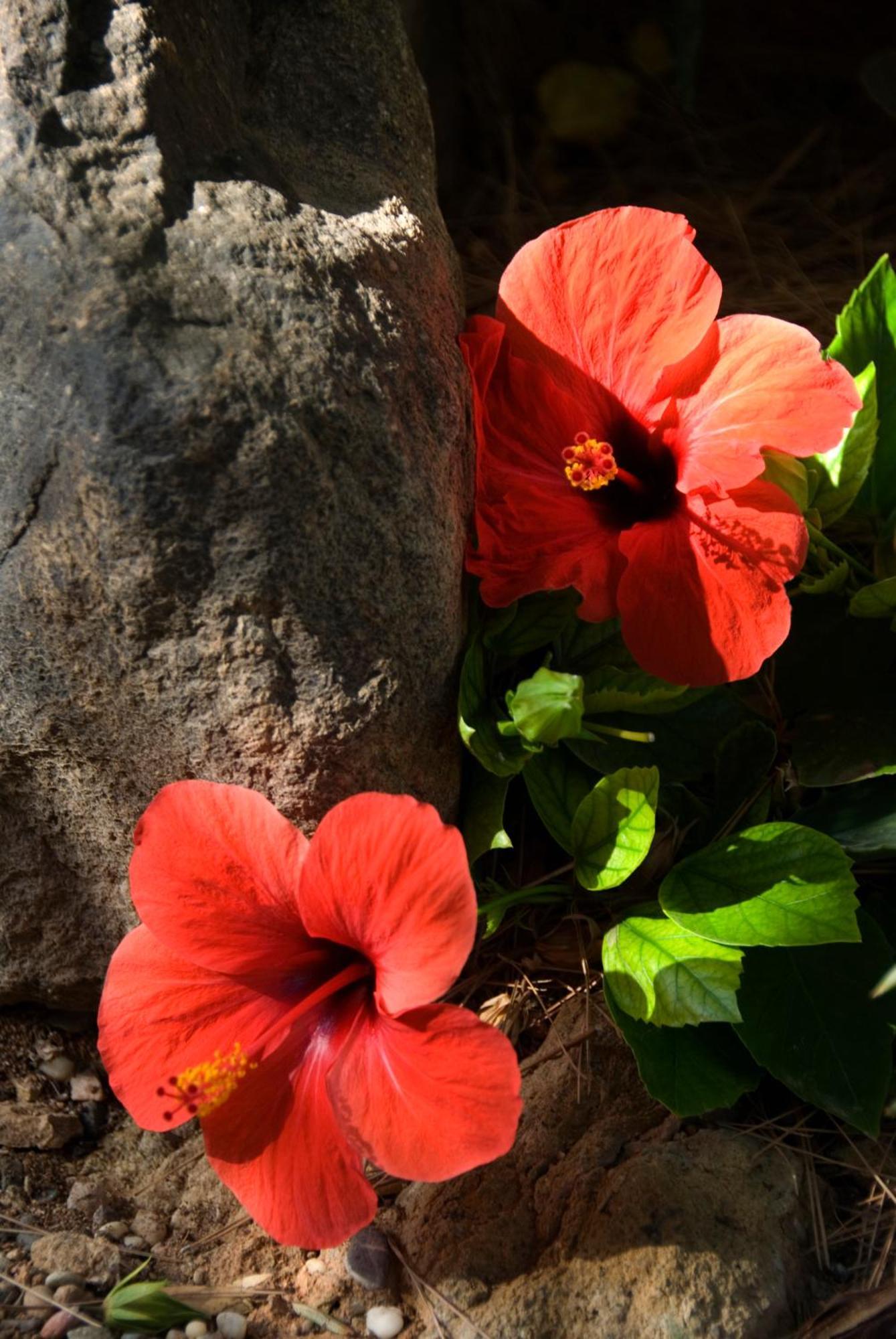 رودالكيلار El Jardin De Los Suenos المظهر الخارجي الصورة